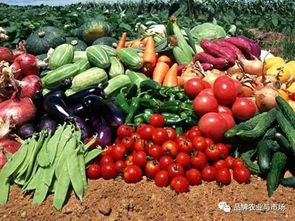 農產品賣不動？直供直銷新鏈路模式破解蔬菜滯銷難題